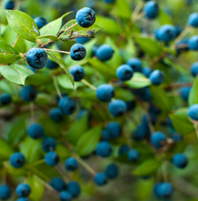Mirto